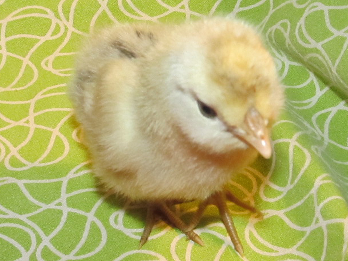 Appenzeller Spitzhauben/Brabanters cross at five days old.