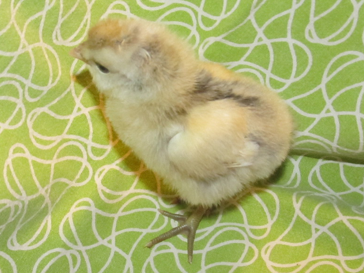 Appenzeller Spitzhauben/Brabanters cross at five days old.