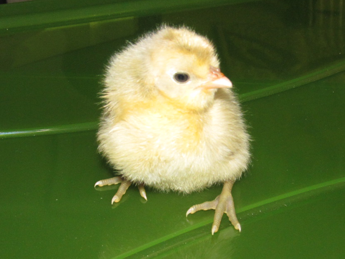 Appenzeller Spitzhauben/Brabanters cross at two days old.