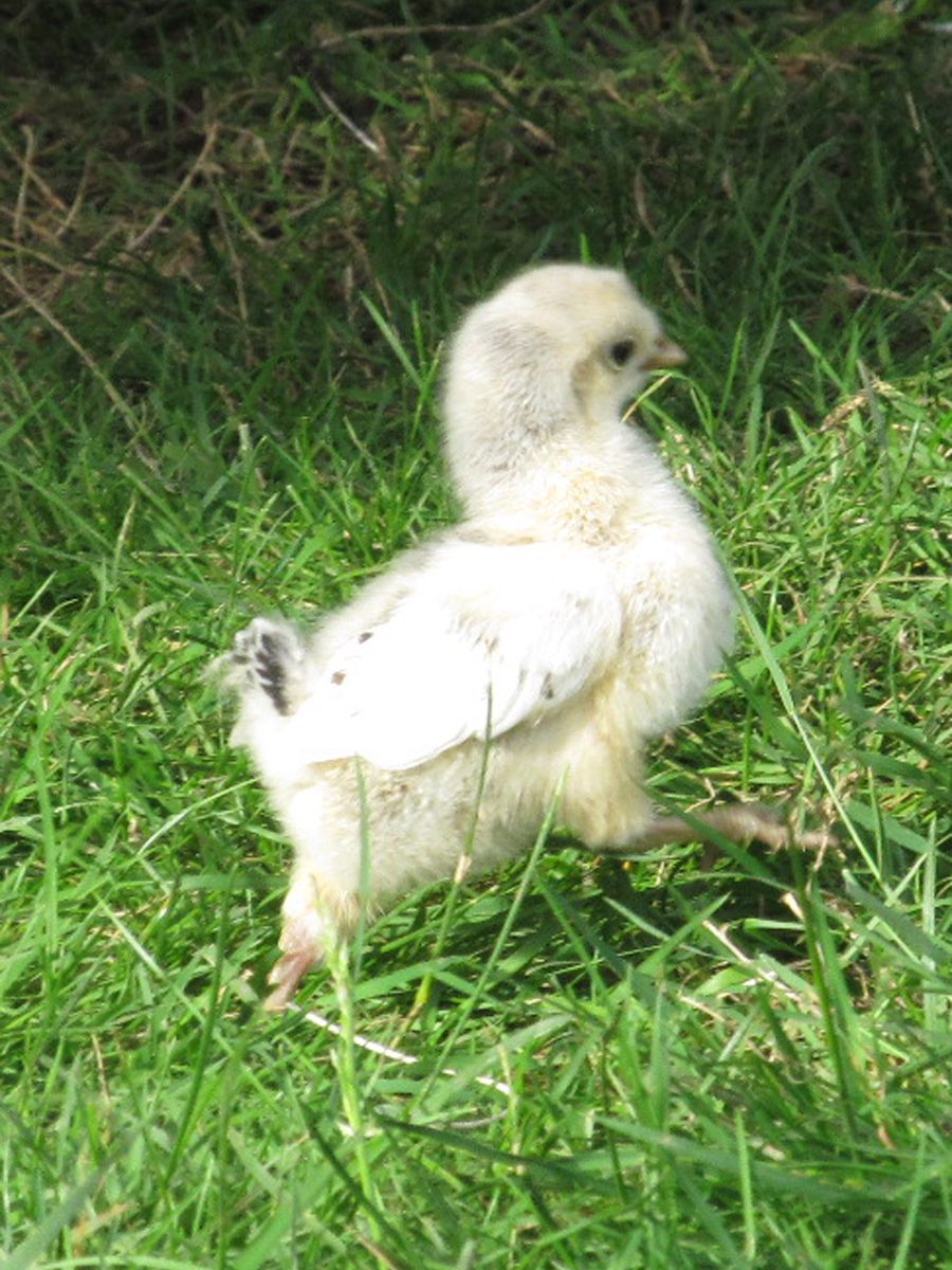 Appenzeller Spitzhauben chick