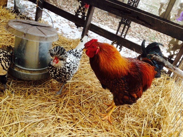 Appenzeller Spitzhauben, Golden Laced Wyandotte