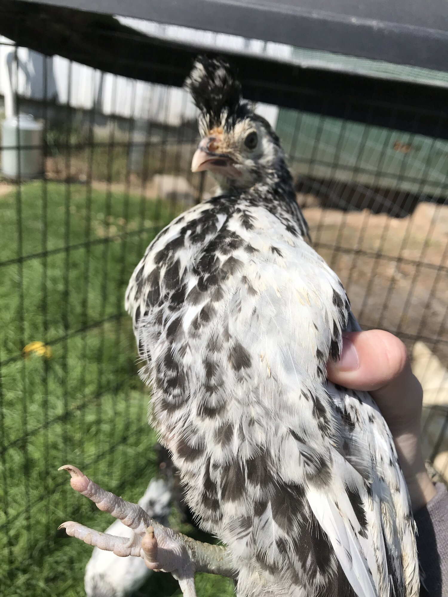 Appenzeller Spitzhauben Pullet