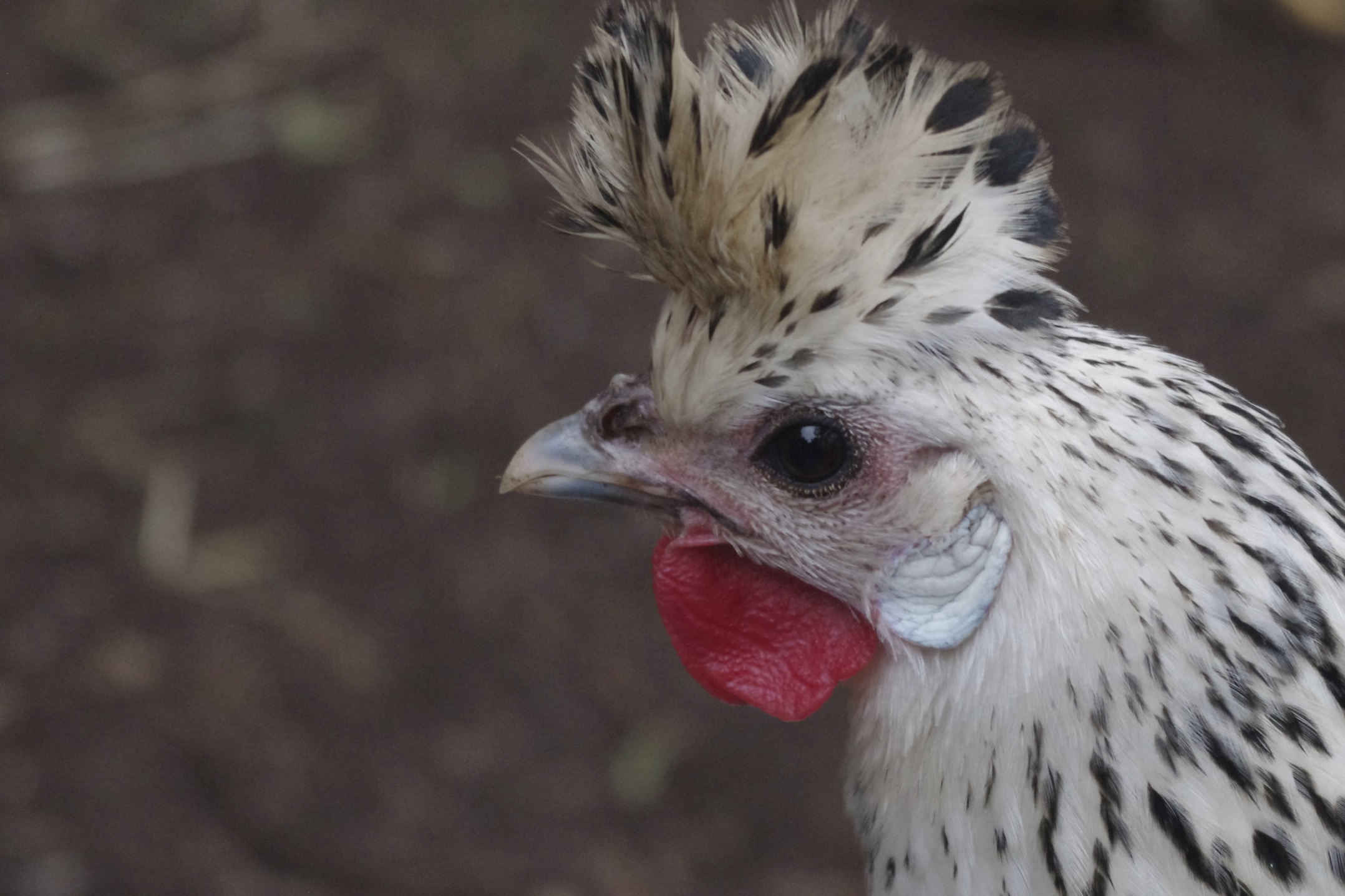 appenzeller spitzhauben