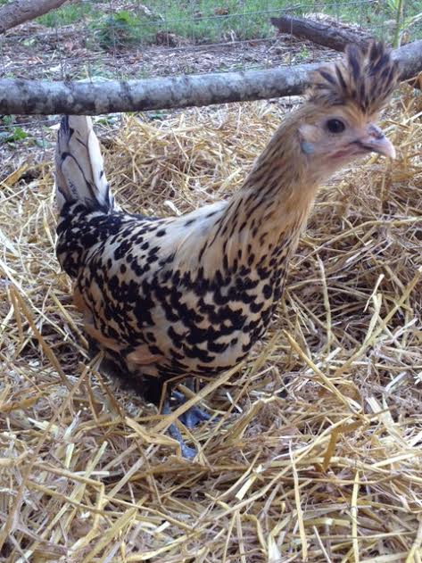 appenzeller spitzhauben