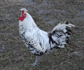 APPENZELLER