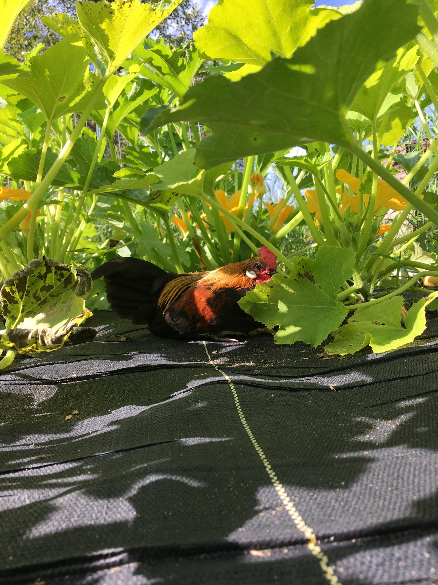 Apple among the Squash