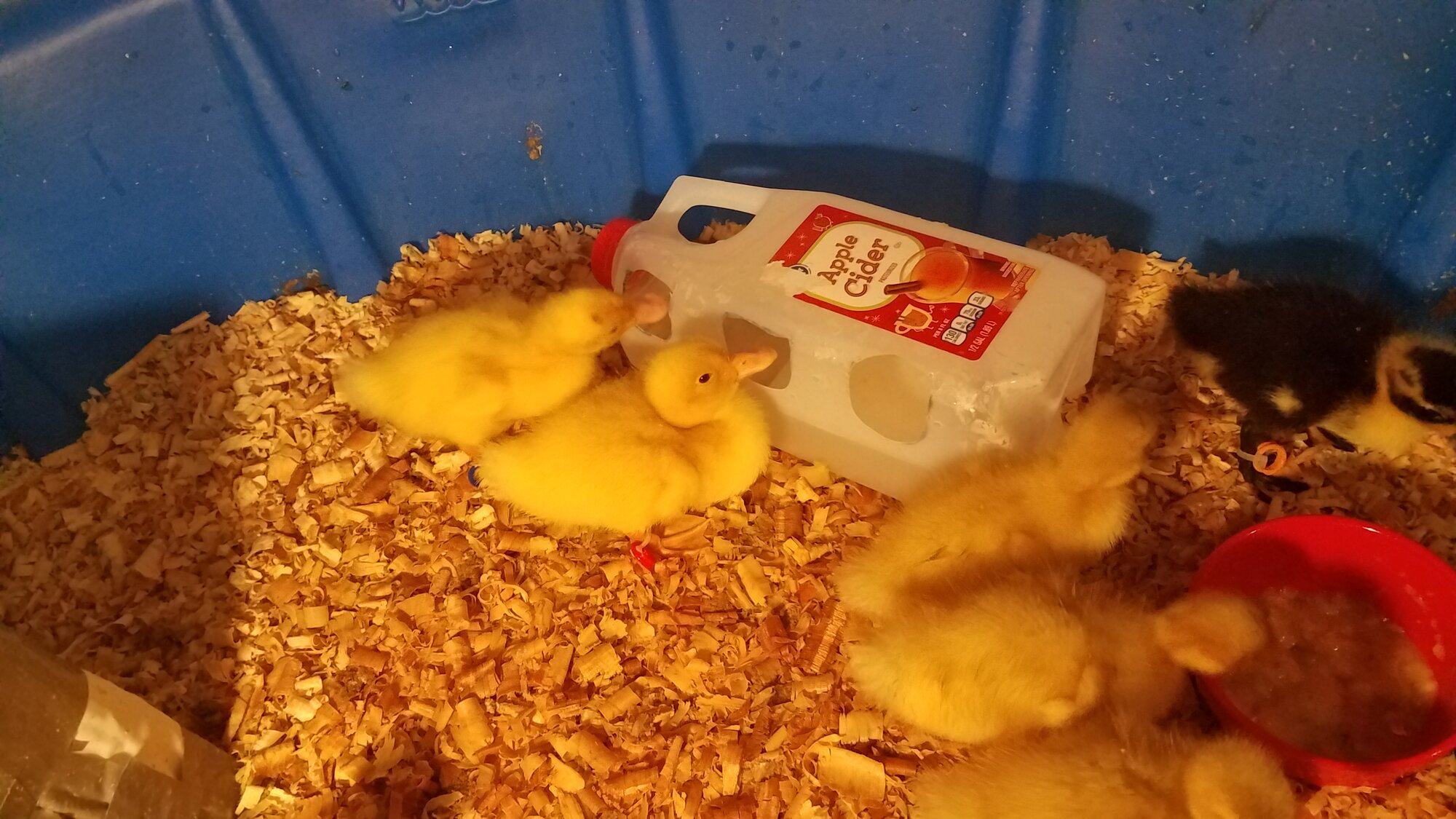 Apple-Cider-Bottle Duckling Waterer