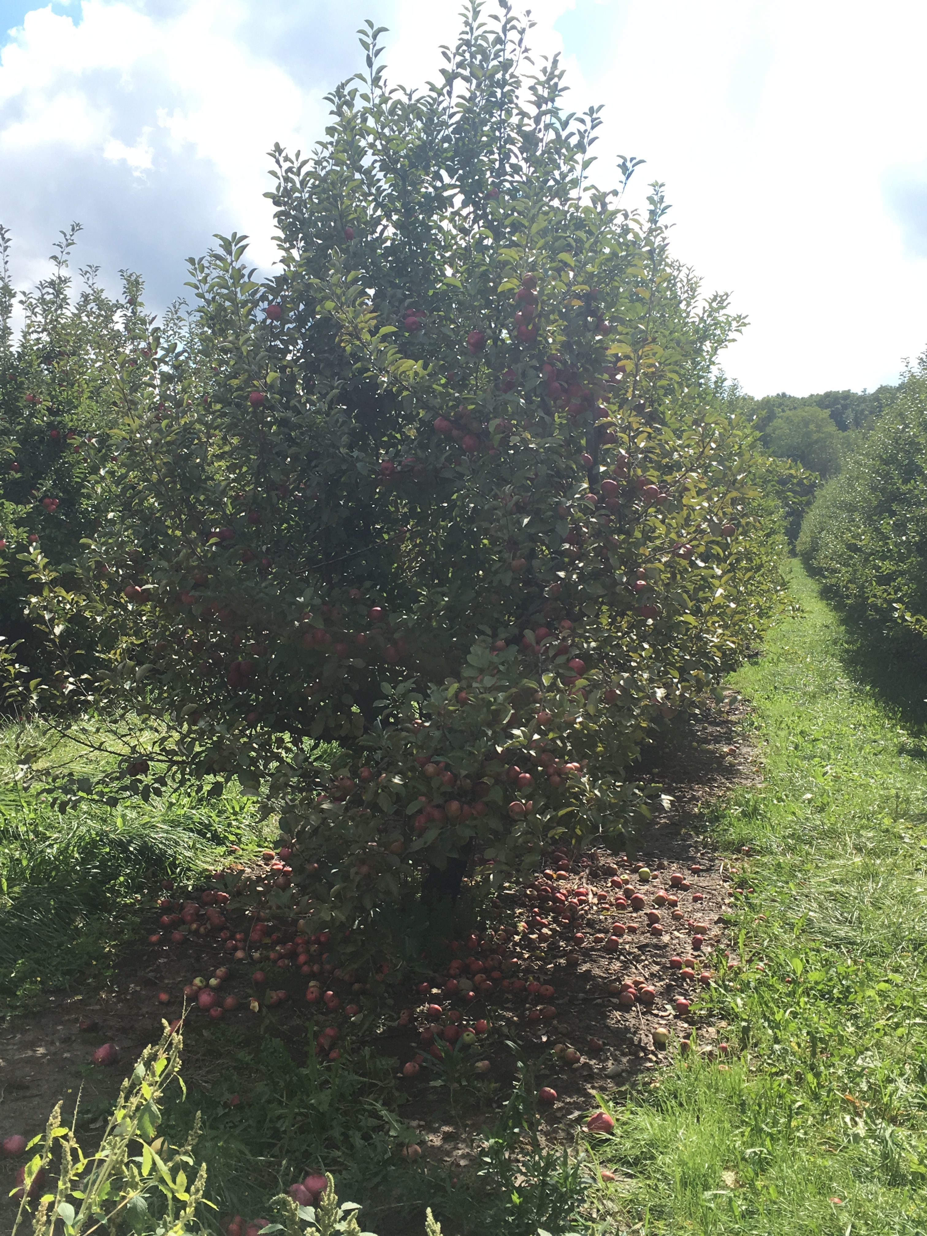 Apple Orchard