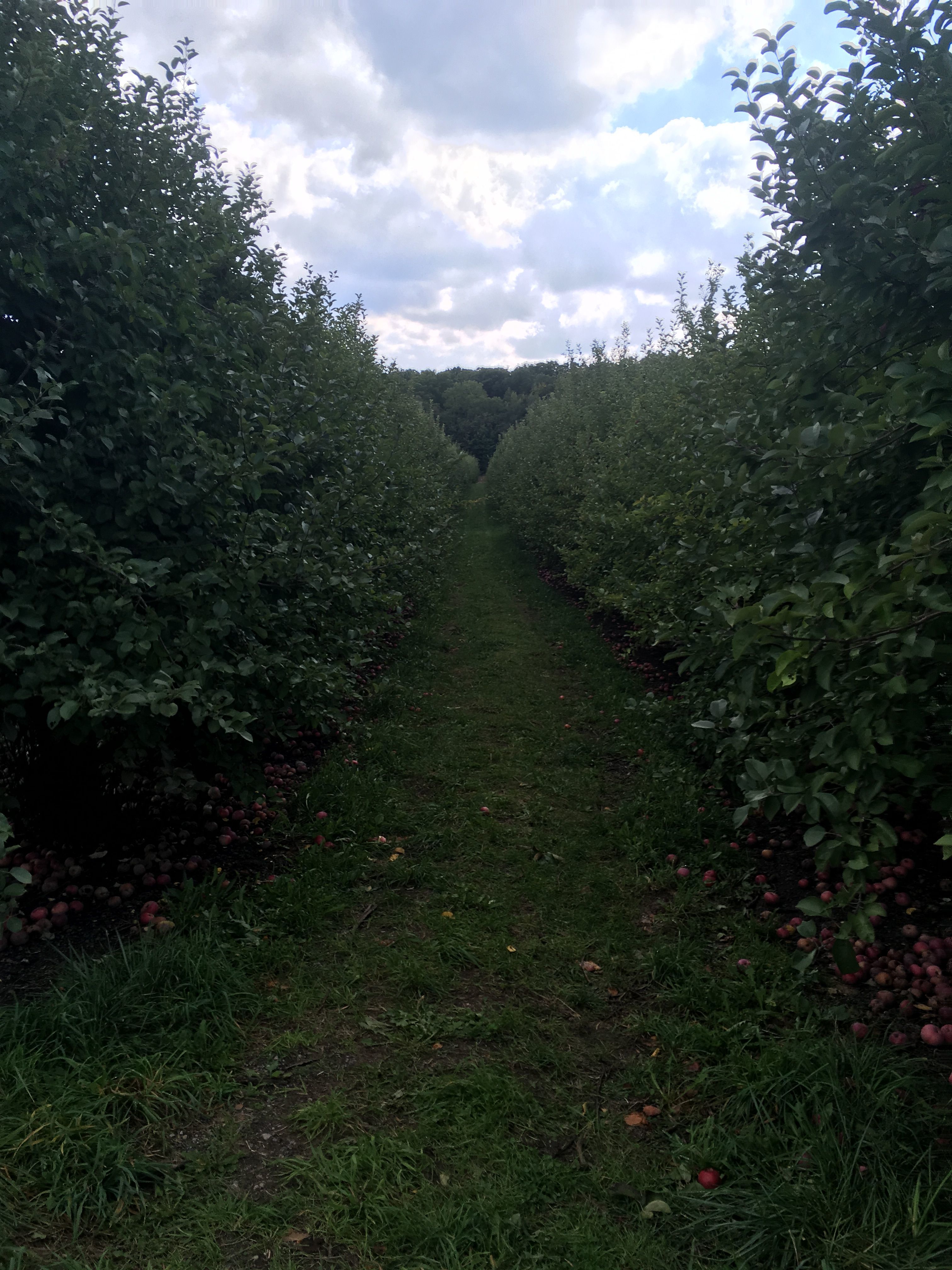 Apple Orchard