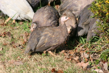 AppleMark

3 month old violet Guinea
