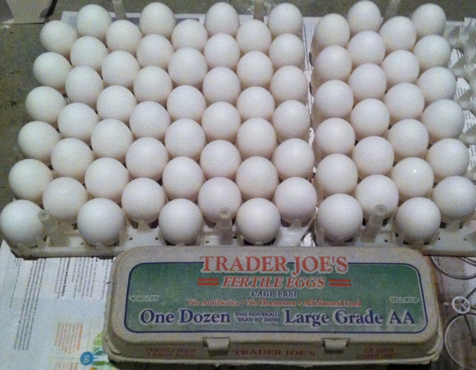 AppleMark
72 fertile eggs from Trader Joe's.  38 candled as either clear or had a blood ring.  It also seems that some cartons had mostly "bad" eggs and some were mostly "good"...maybe because of where they were in the cooler (the back vs. the front...with no cooler doors so there might have been a huge temperature difference).