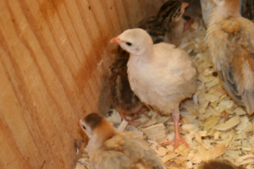 AppleMark

Abnormally light colored "violet" guinea keet