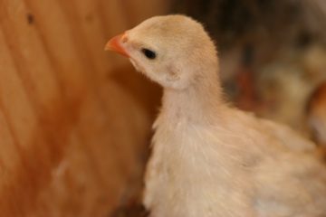 AppleMark

Abnormally light "violet" guinea keet
