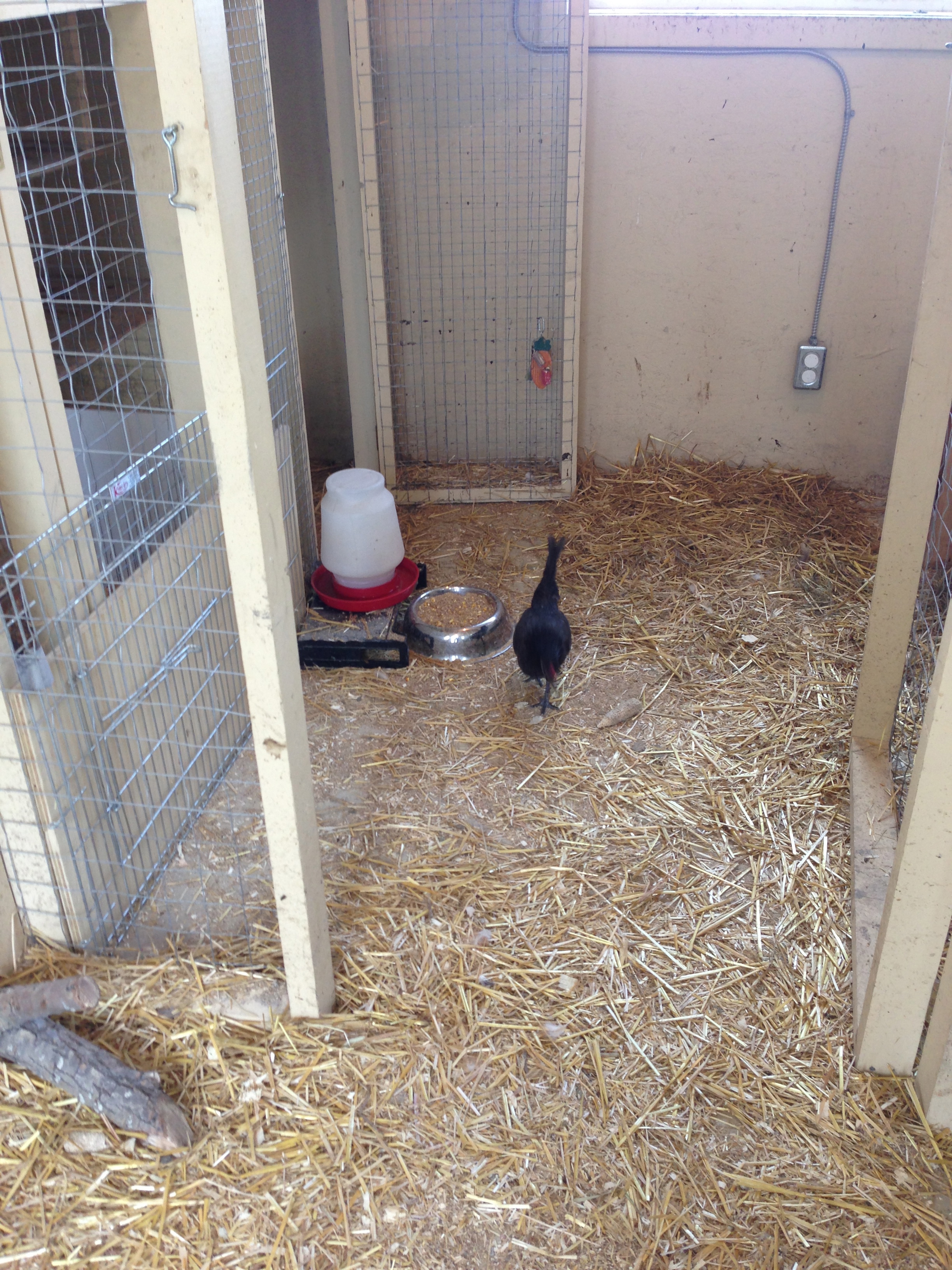 AppleMark

another part of the coop, to the left you can see the boards up to keep the others from my Seabright and her baby..