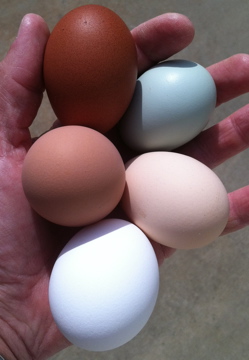 AppleMark

Black-Copper Marans, Cream Legbar, Buff Orpington, Black Australorp and white store-bought egg
