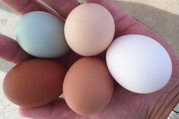 AppleMark

Black-Copper Marans, Cream Legbar, Buff Orpington, Black Australorp with white store-bought egg