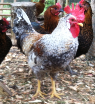 AppleMark
Cream Legbar cockerel