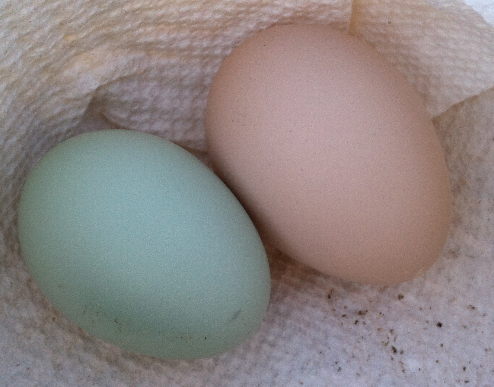 AppleMark
Cream Legbar egg with Black Australorp egg