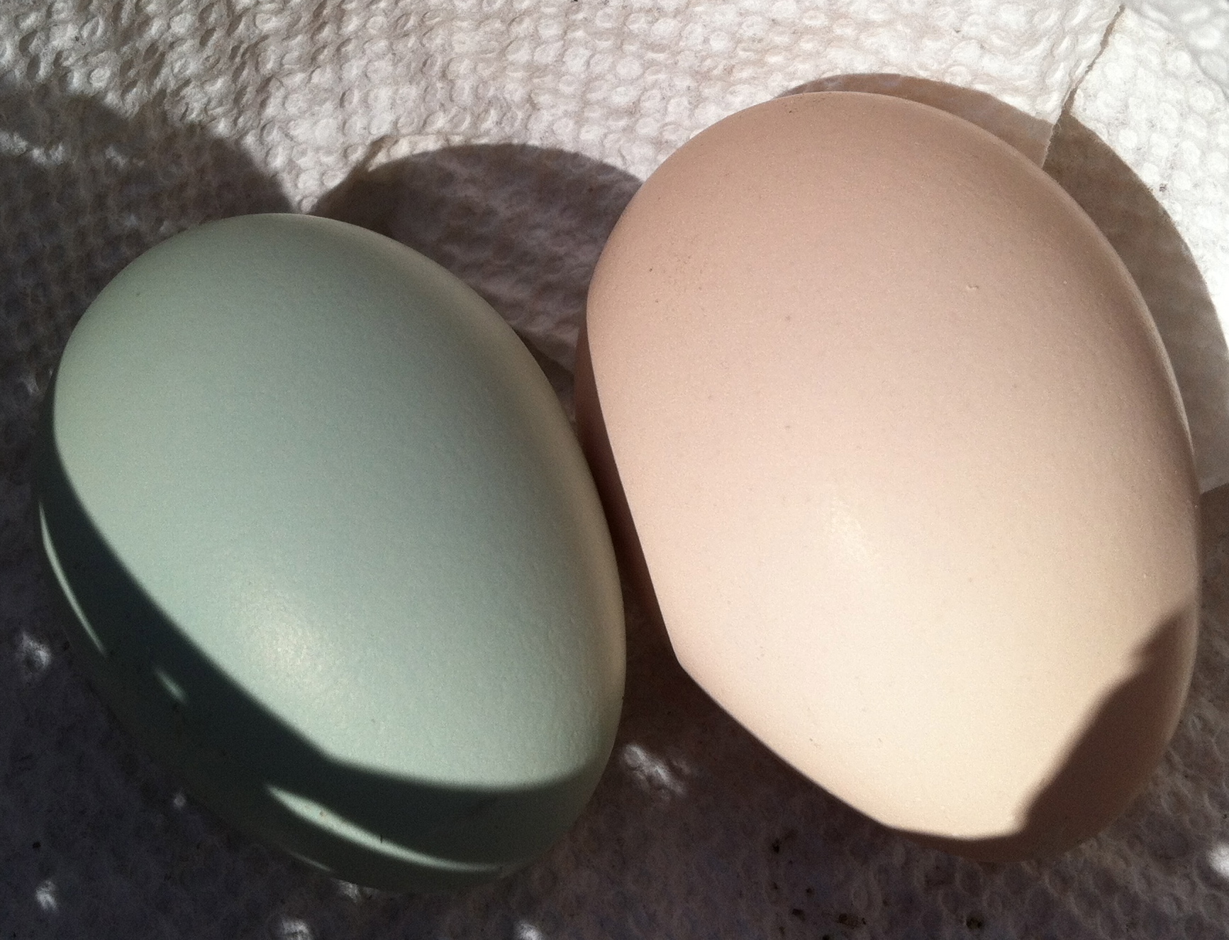 AppleMark

Cream Legbar egg with Black Australorp egg