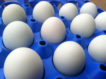 AppleMark
Cream Legbar eggs