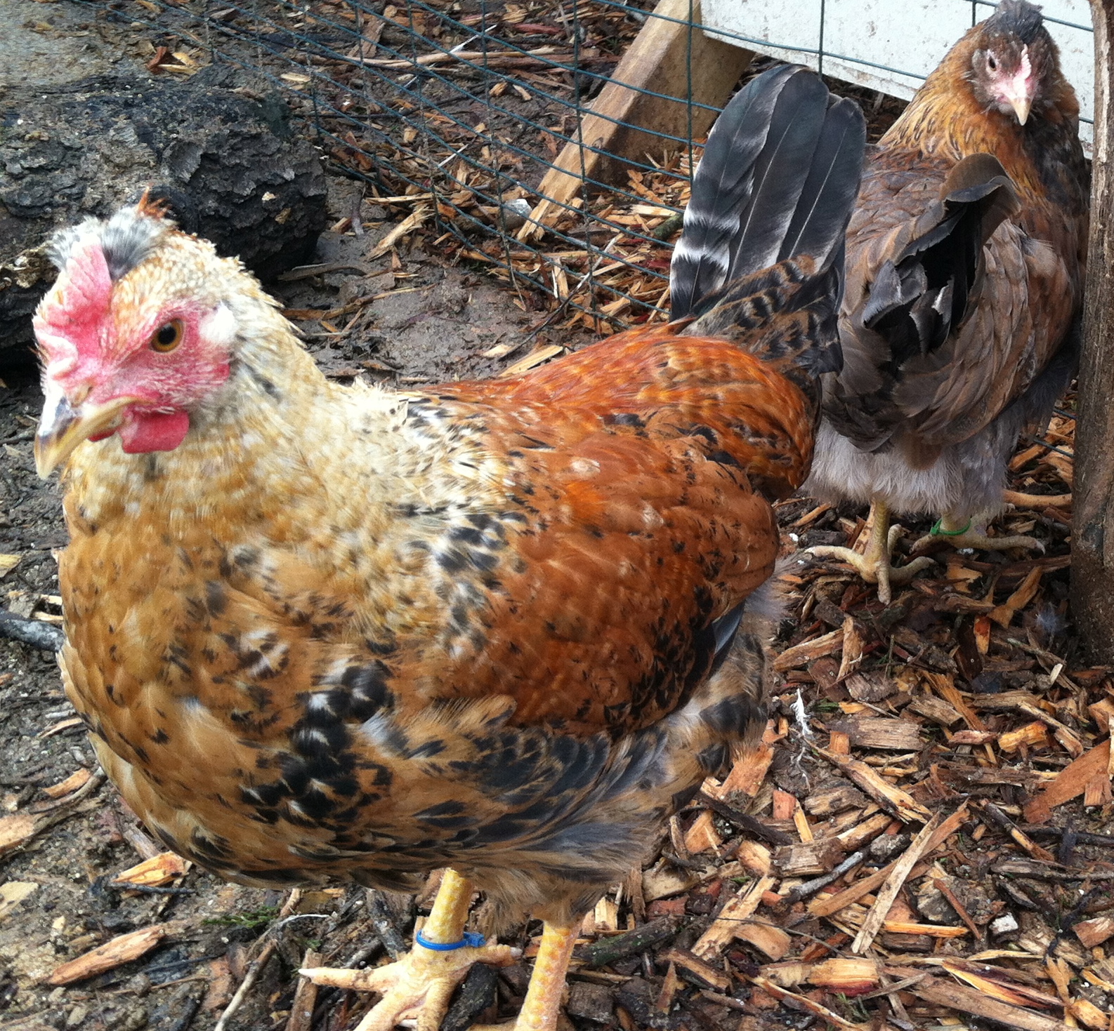 AppleMark

Cream Legbar X Black Star pair