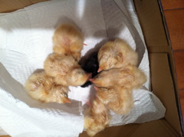 AppleMark
Day-old Buff Orpington Chicks and a Buff Orpington X Black Australorp.