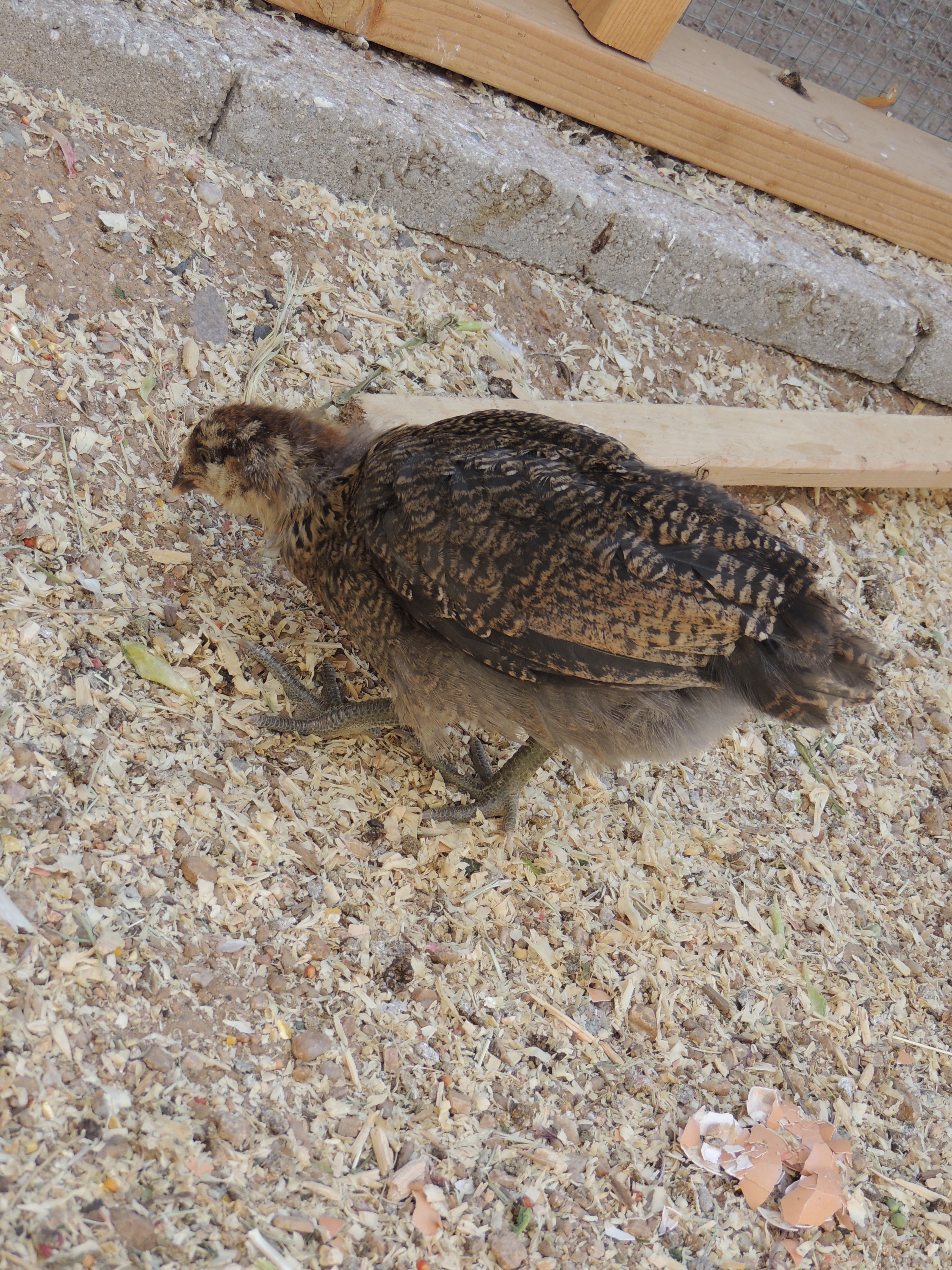 AppleMark
EE/Ameraucana pullet