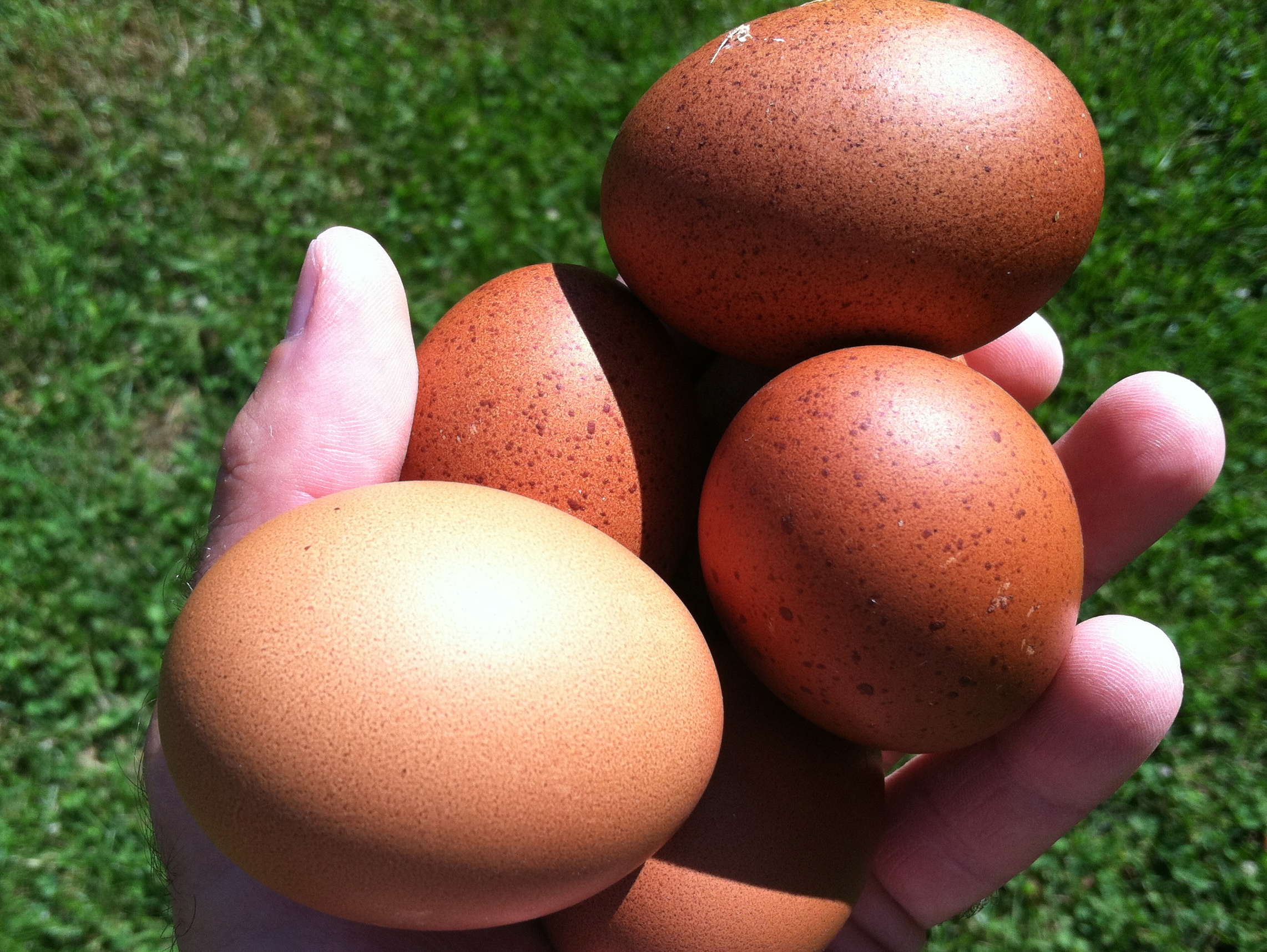 AppleMark
French Black-Copper Maran eggs