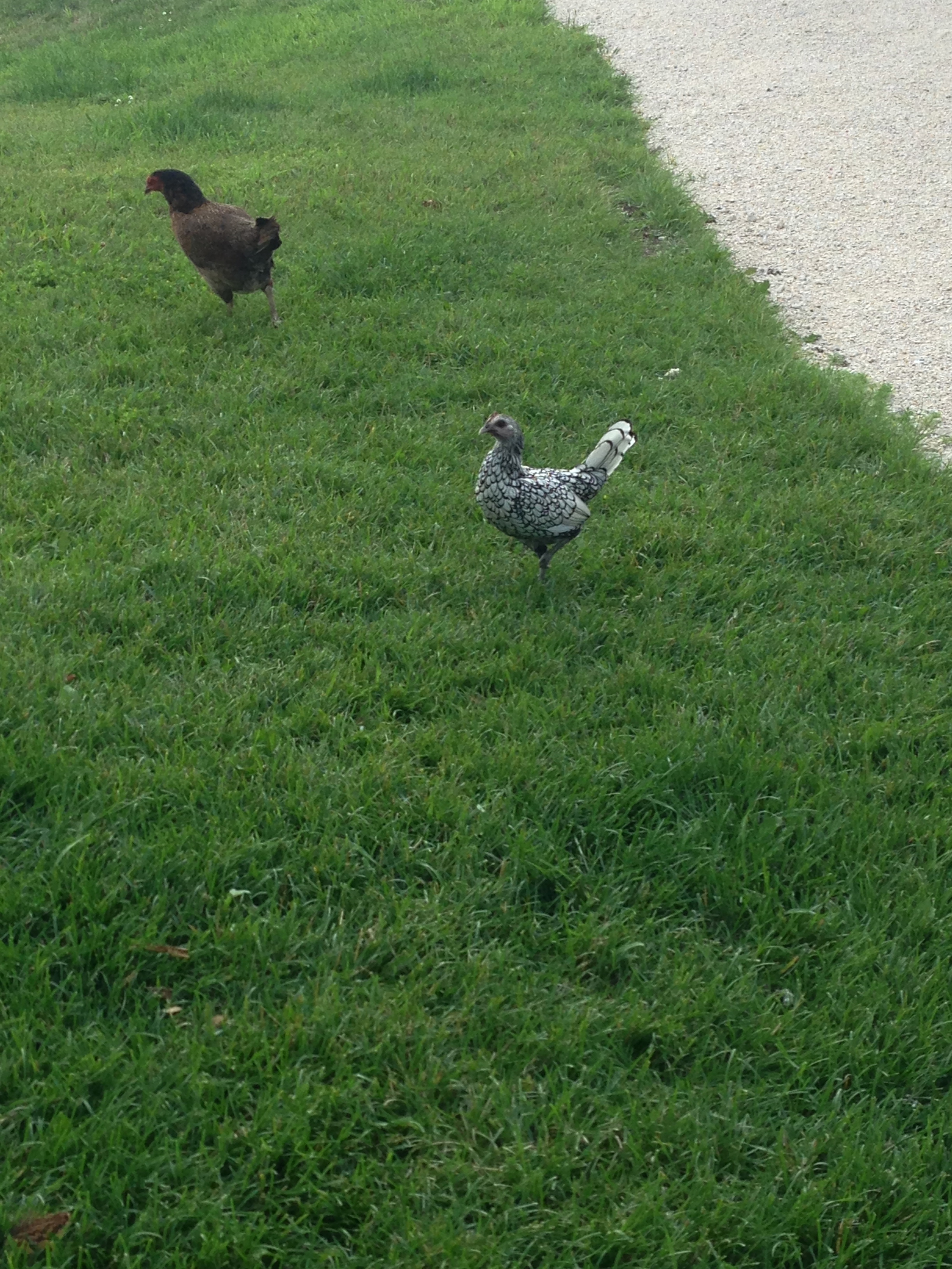 AppleMark

Henriette and a Seabright hen