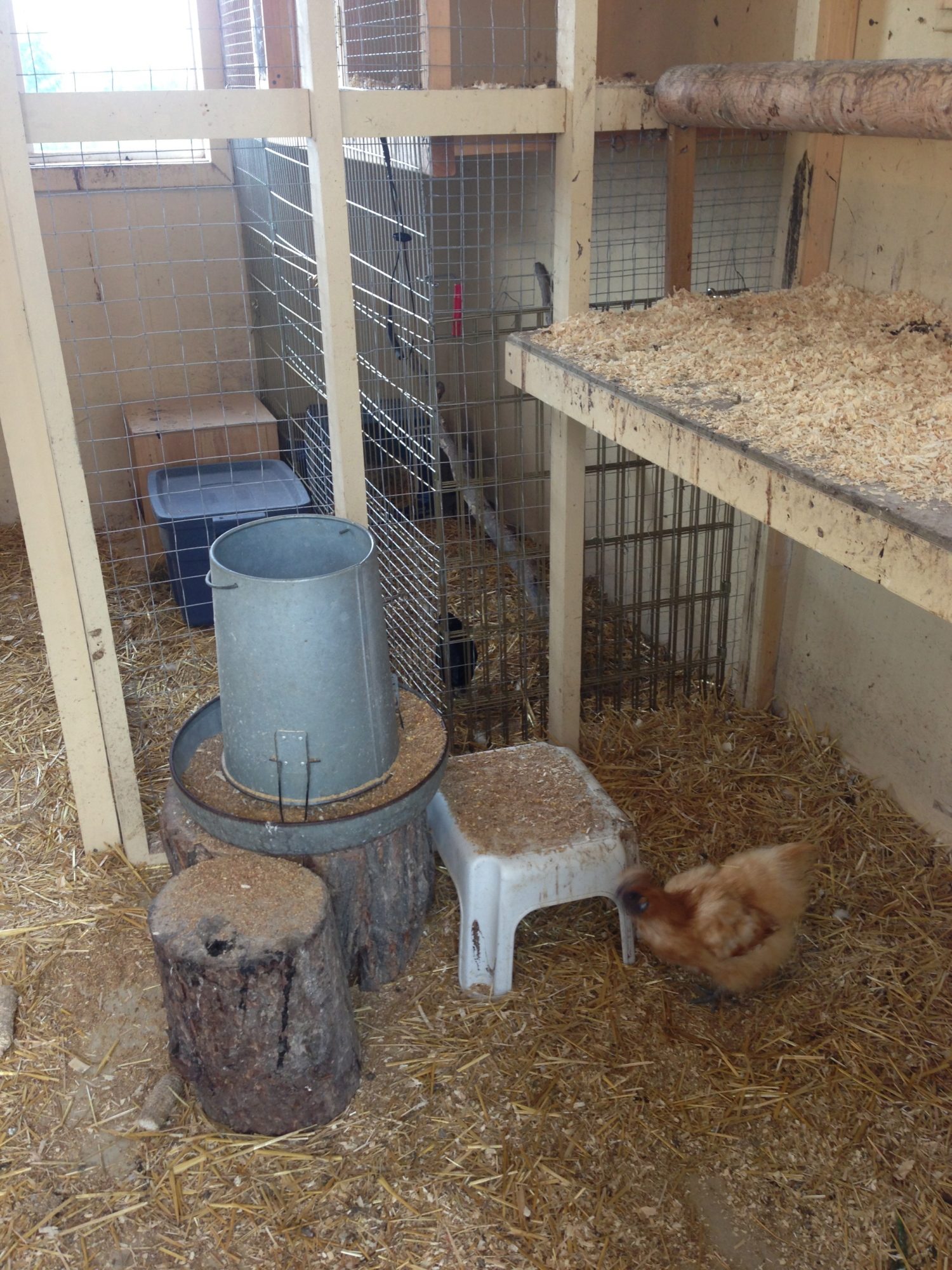 AppleMark

inside part of my coop with a buff silkie and in  the back a temp. cage for a new hen who was hatched by a teacher and saw the children all the time so she is very friendly and I am trying to introduce her slowly to the group... you can see just a part of her she is black..