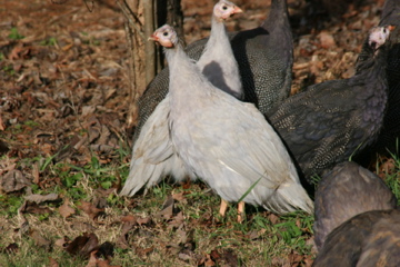 AppleMark
Light phase violet Guinea Fowl