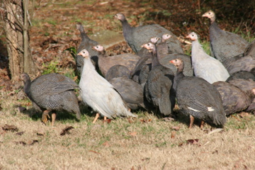 AppleMark

Mix of Jumbo/French (not quite 2 1/2 months, Royal Purple, Violet, and light Violet Guineas (slightly over 3 months).