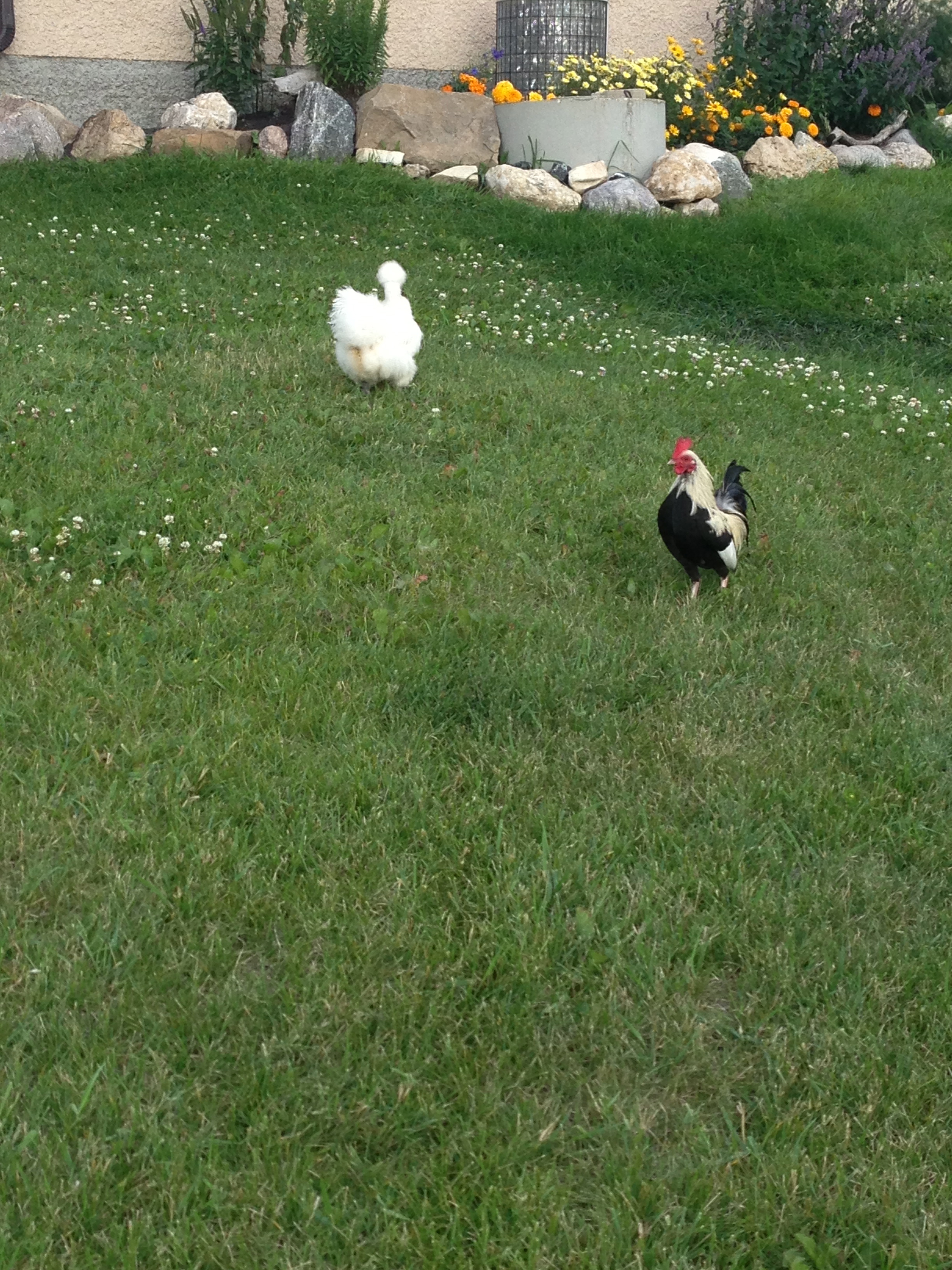 AppleMark

My silkie that was pecked by another Rooster "Pedro"  she is doing great as you can see