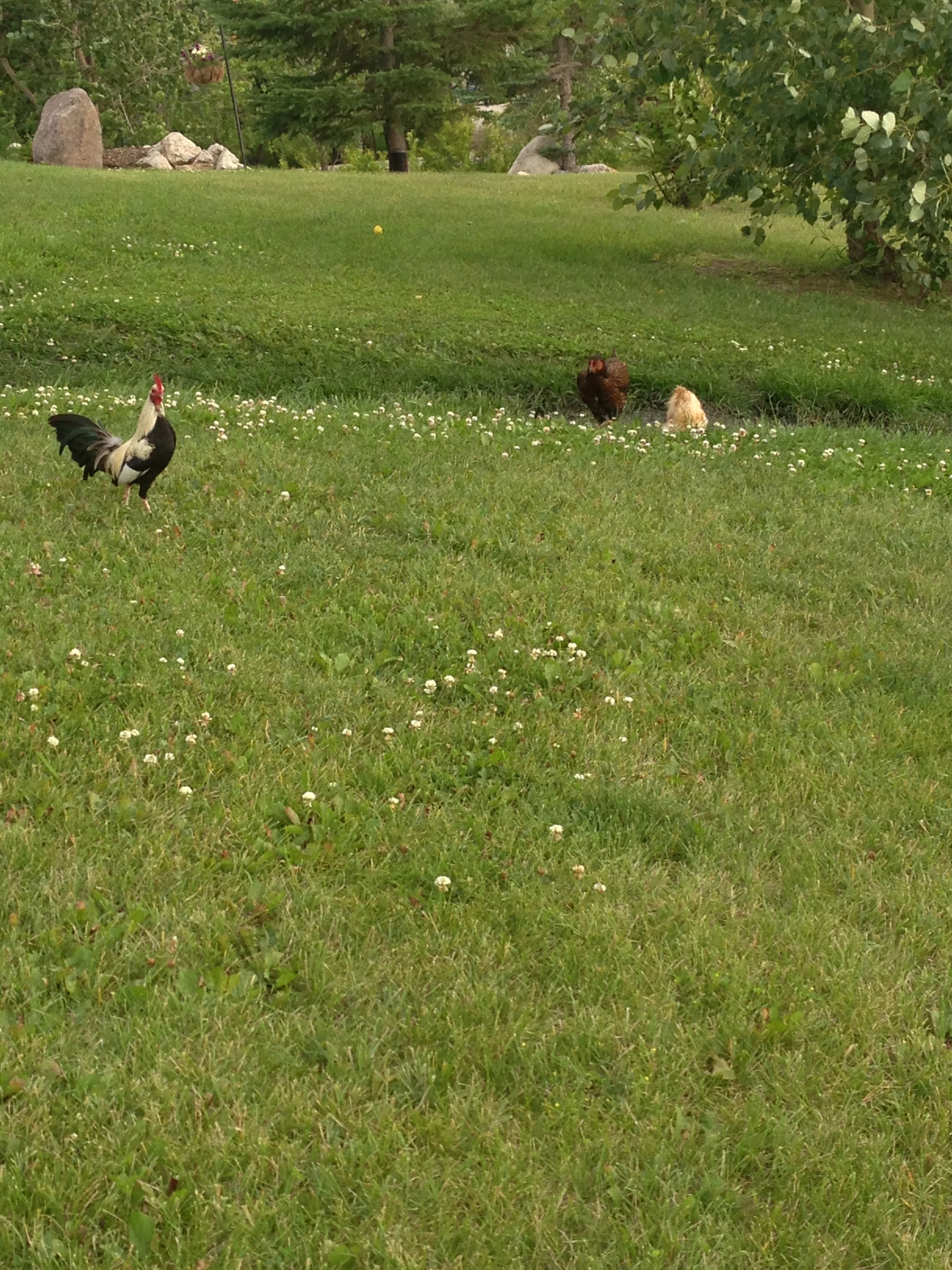 AppleMark

my silver rooster and some of the girls in the background
