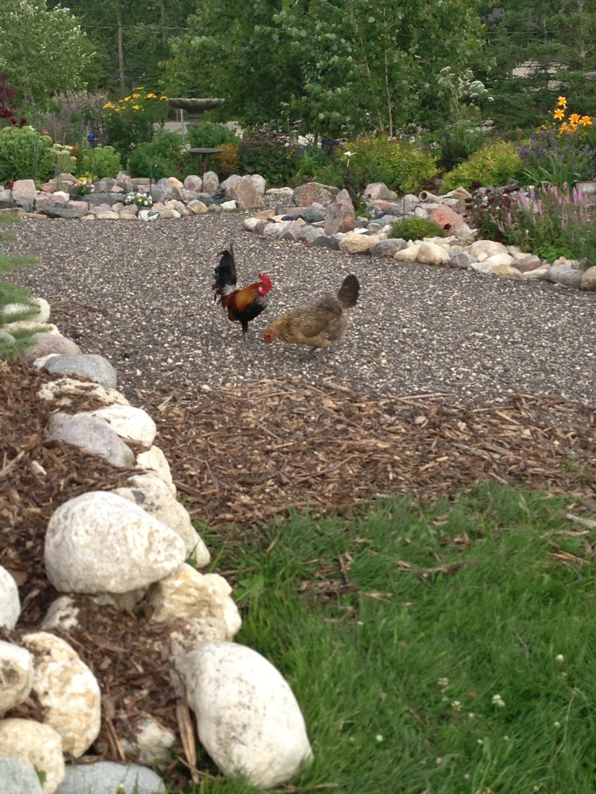 AppleMark

Pedro and Hawk by my Front flower garden