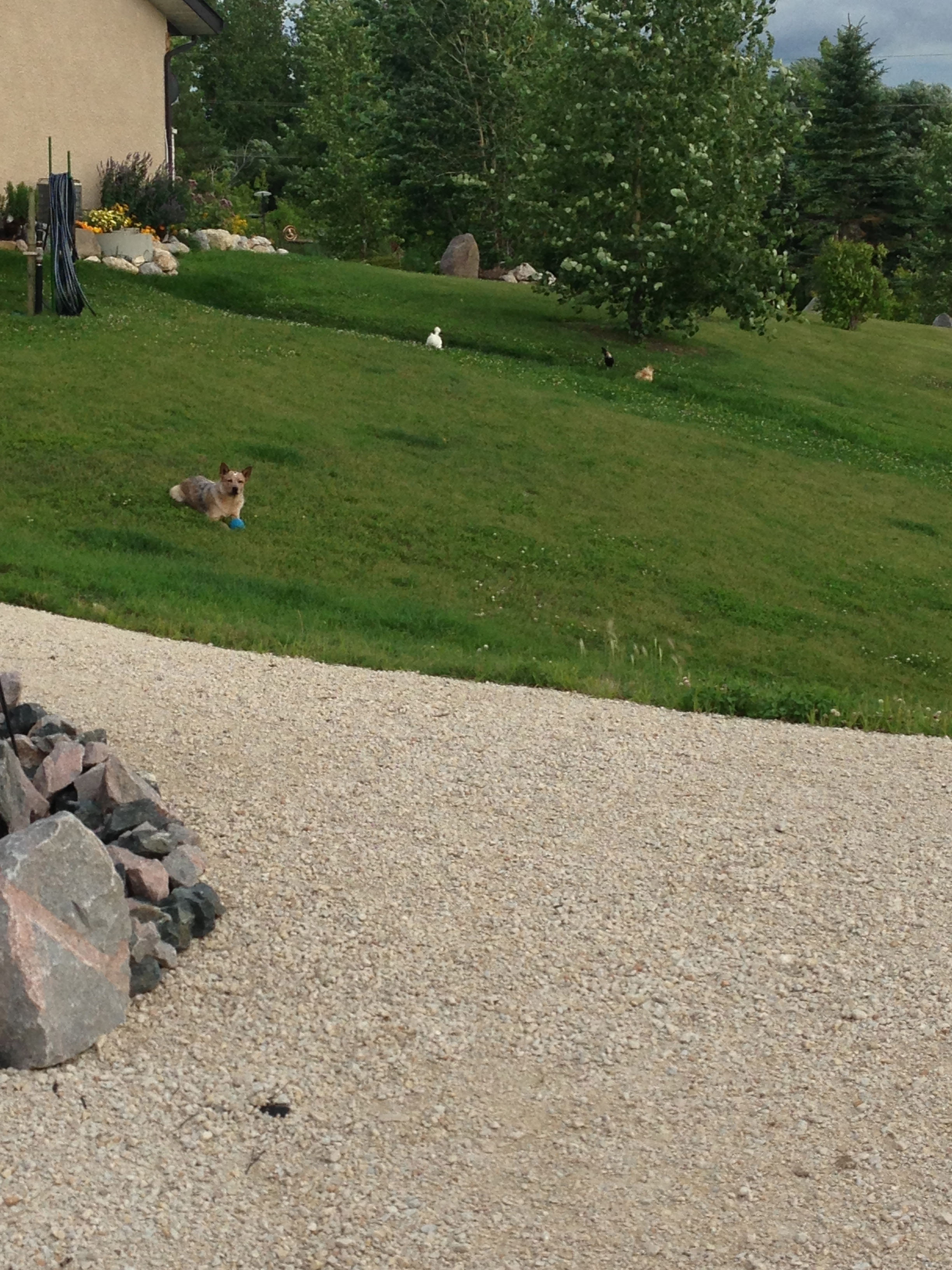 AppleMark

Reno, my blue/red heeler watching over his flock...
