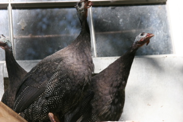 AppleMark

Royal Purple Guinea