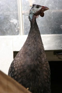 AppleMark

Royal Purple Guinea