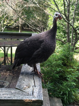 AppleMark

Royal Purple Guinea