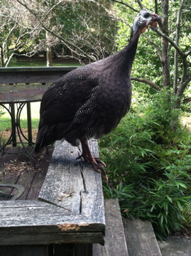 AppleMark

Royal Purple Guinea