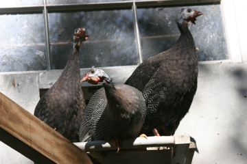 AppleMark

Royal Purple Guineas