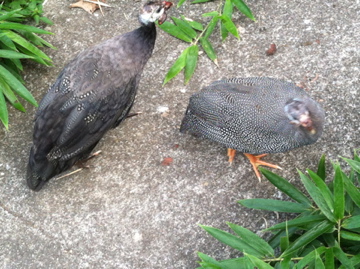 AppleMark

Royal Purple vs. Pearl Guinea