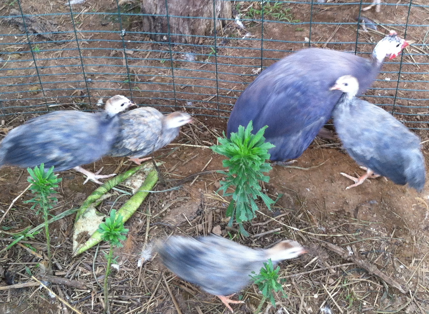 AppleMark

violet guinea and violet keets