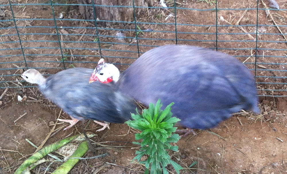 AppleMark

Violet guinea and young