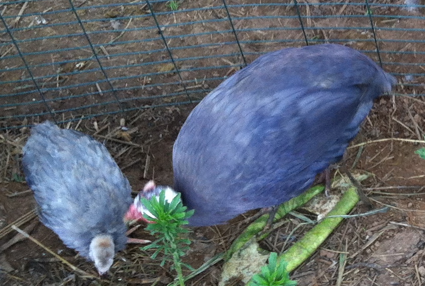 AppleMark

violet guinea hen and young keet