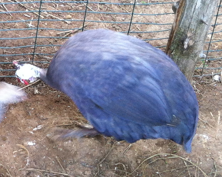 AppleMark

violet guinea in ideal light