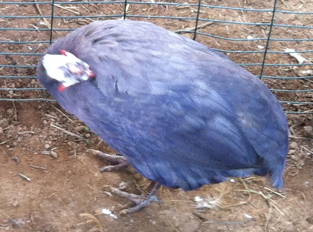 AppleMark

violet guinea in perfect lighting (light shade).