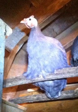 AppleMark
Violet Guinea (in poor light with flash).