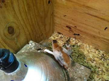 AppleMark

Violet Guinea keet