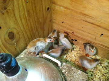 AppleMark

Violet Guinea keets (and a Royal Purple in there too).